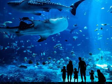 Family in silhouette at Georgia Aquarium in Atlanta, Georgia. Photo by @hesamusicman