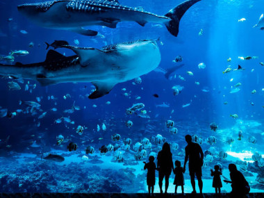 Family in silhouette at Georgia Aquarium in Atlanta, Georgia. Photo by @hesamusicman