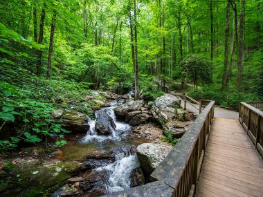 green forrest with trickling creek and bridge