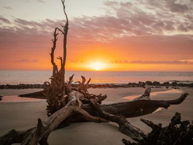 A large piece of driftwood on the beach with the sun rising over the ocean behind it.