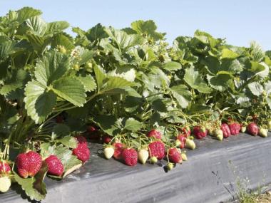 Strawberry plants