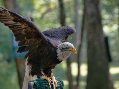 Liberty the eagle at Banning Mills in Whitesburg, Georgia