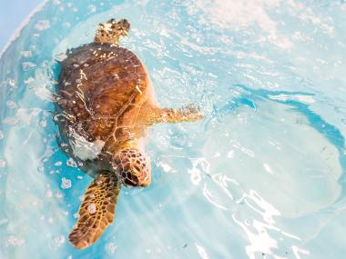 Sea turtle in the water at the Georgia Sea Turtle Center in Jekyll Island