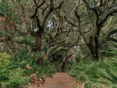 Trail through the trees on Cumberland Island, Georgia