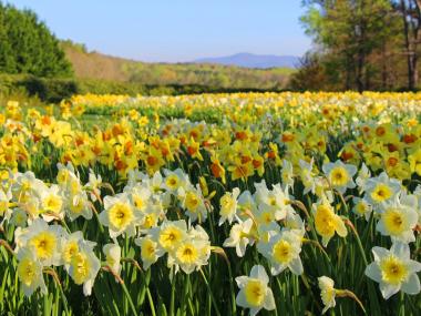 Field of daffodils at Gibbs Gardens in Ball Ground, Georgia