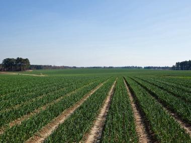 Rows of onions at the Vidalia Onion Field in Vidalia, Georgia.