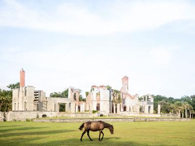 Horse grazing near Dungeness Ruins on Cumberland Island, Georgia