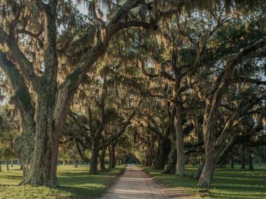 Tree-lined road on Cumberland Island, Georgia