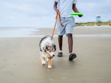 Dog on the beach on Jekyll Island, Georgia