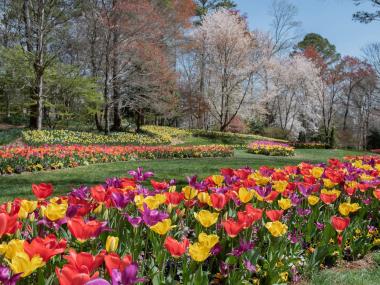 Mulitcolored tulips blooming at Gibbs Gardens in Ball Ground, Georgia