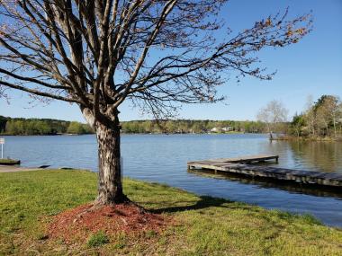 Tree and dock at Sugar Creek Marina