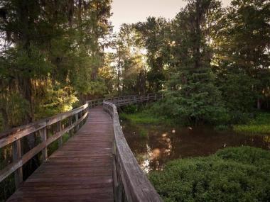 A boardwalk winding through the woods