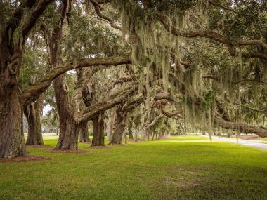 Avenue of the Oaks on St. Simons Island, Georgia