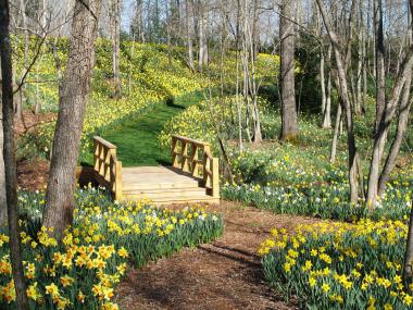 Blooming daffodils at Gibbs Gardens in Ball Ground, Georgia