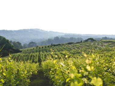 Scenic view of a vineyard with mountains in the background.