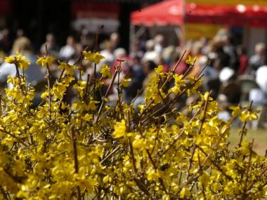 Forsythia Festival