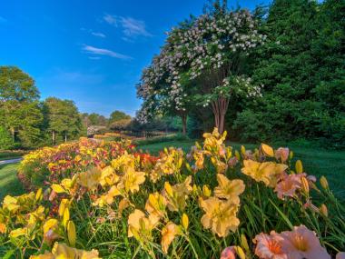 Daylilies at Gibbs Gardens in Ball Ground, Georgia