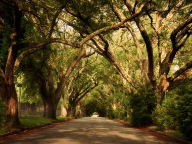 Live Oaks on W. Society Ave. in Albany, Georgia