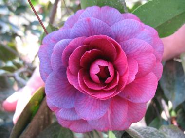Purple Camellia