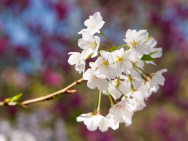 The Cherry Blossom trees are in full bloom in Macon, Georgia.