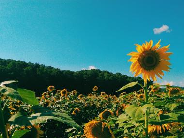Fausett Farms Sunflowers in Dawsonville, Georgia