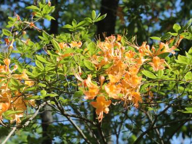 Flame azalea at Gibbs Gardens in Ball Ground, Georgia