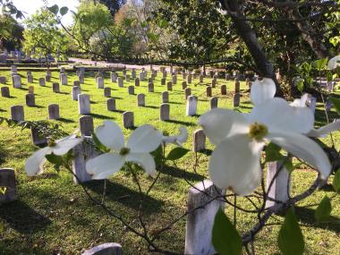 Blooming dogwoods at Historic Oakland Cemetery in Atlanta, Georgia