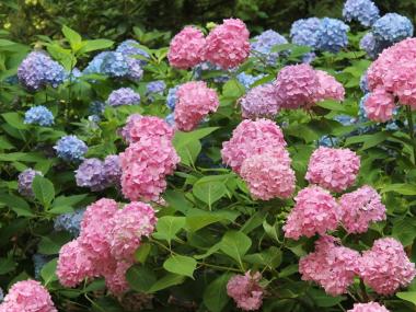 hydrangeas