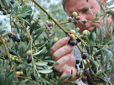 Olives at Georgia Olive Farms