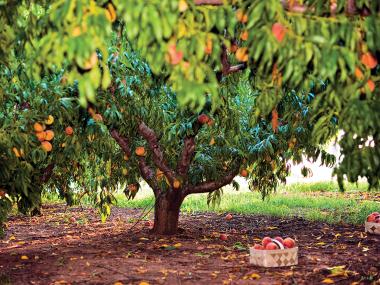 Peach Tree at Jaemor Farm