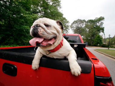 Pet-friendly Athens - Milledge Avenue
