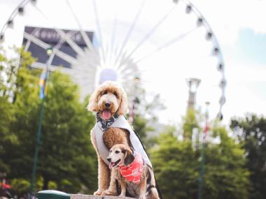 Two dogs at Centennial Olympic Park in Atlanta, Georgia