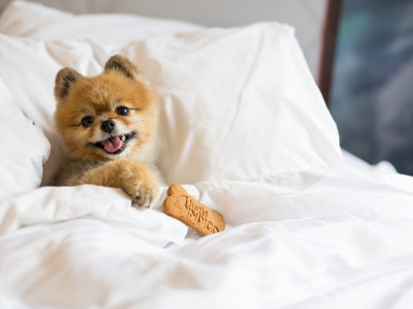 Miss Zoe at Hotel Indigo Savannah Historic District