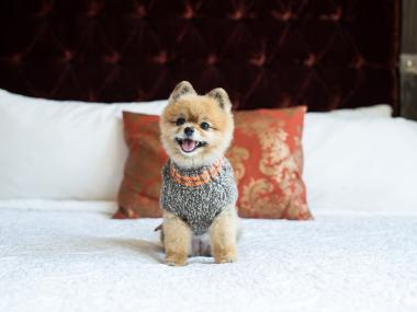 Savannah's Pet Friendly Bohemian Hotel 