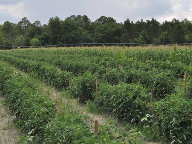 Poppell Farms in Odum, Georgia