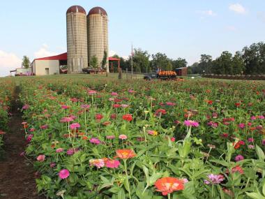 Southern Belle Farm in McDonough, Georgia
