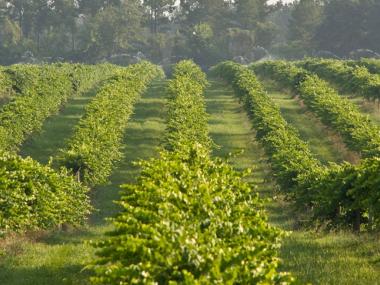 Still Pond Vineyard in Arlington, Georgia