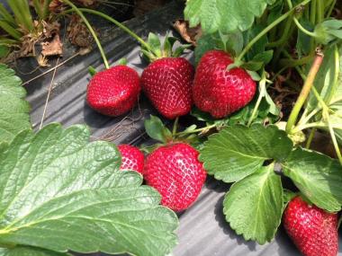 Strawberries at Mitcham Farm in Oxford, Georgia