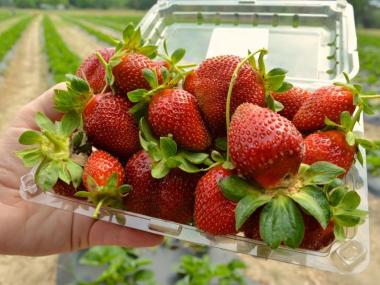 Strawberry Picking