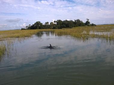Dolphin spotted with Sundial Charters in Tybee Island, Georgia