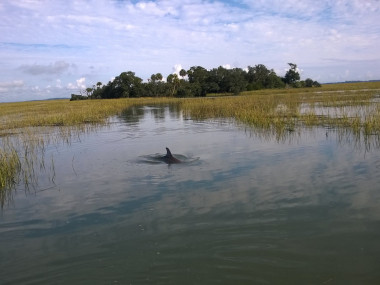 Dolphin spotted with Sundial Charters in Tybee Island, Georgia