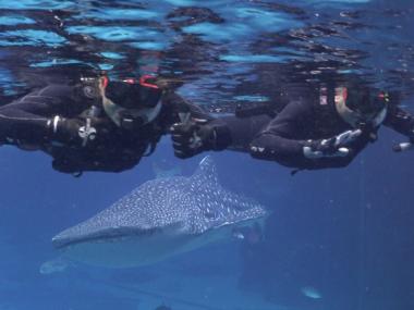 Swimming with whale sharks at Georgia Aquarium in Atlanta