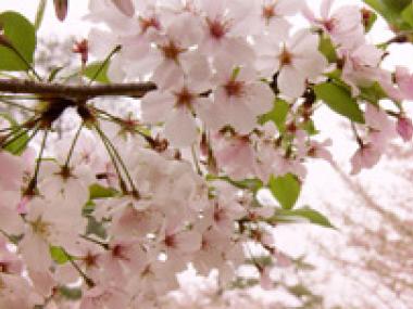 Cherry Blossoms at Callaway Gardens in Pine Mountain, Georgia
