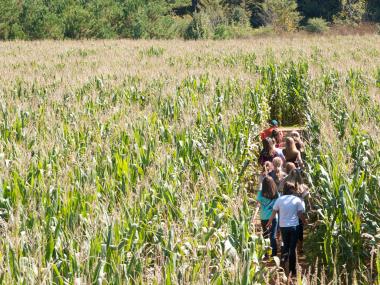 Washington Farms Corn Maze
