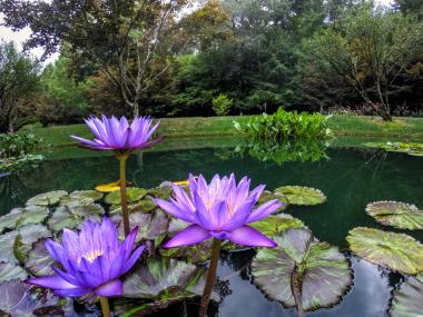 waterlilies at Gibbs Gardens