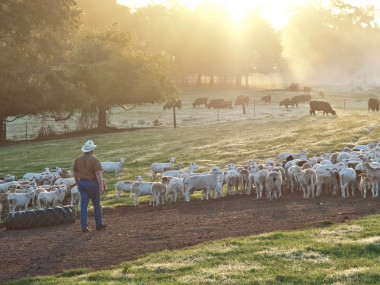 Animals in the field at White Oak Pastures in Bluffton, Georgia