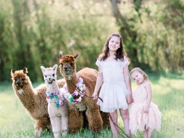 L&R Alpaca Haven Farm in Douglasville, Georgia