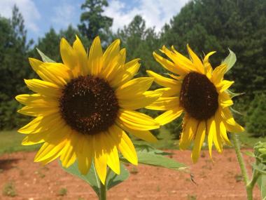 Sunflowers at Sleepy Hollow Farm in Powder Springs, Georgia