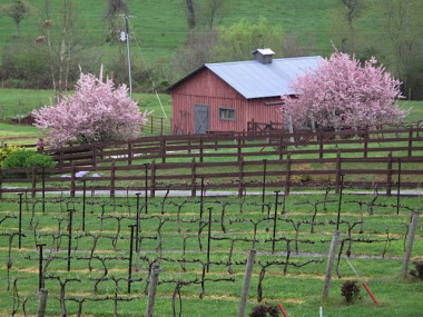 Stonewall Creek Vineyards in Tiger, Georgia