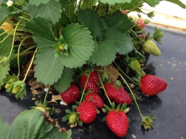 Copeland Strawberry Farms in Rochelle, Georgia